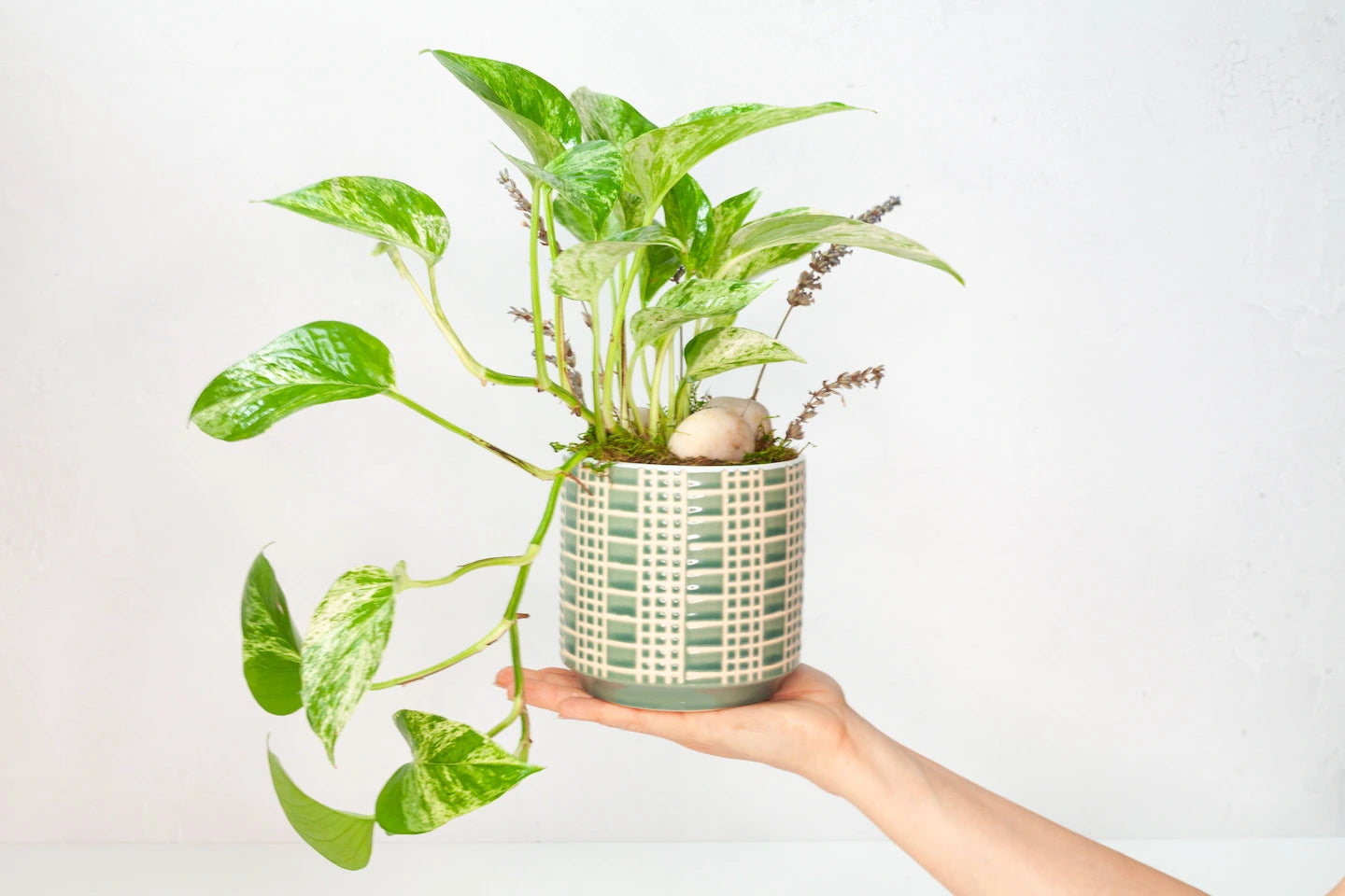 shop house plants Potted house plant