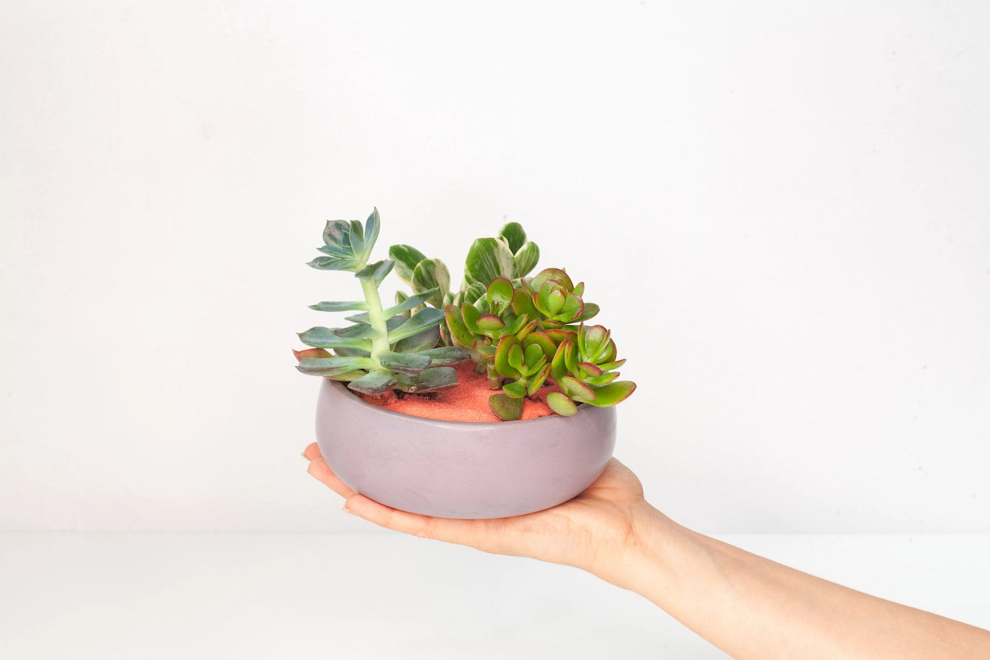 cheap succulent plants online Potted succulent garden