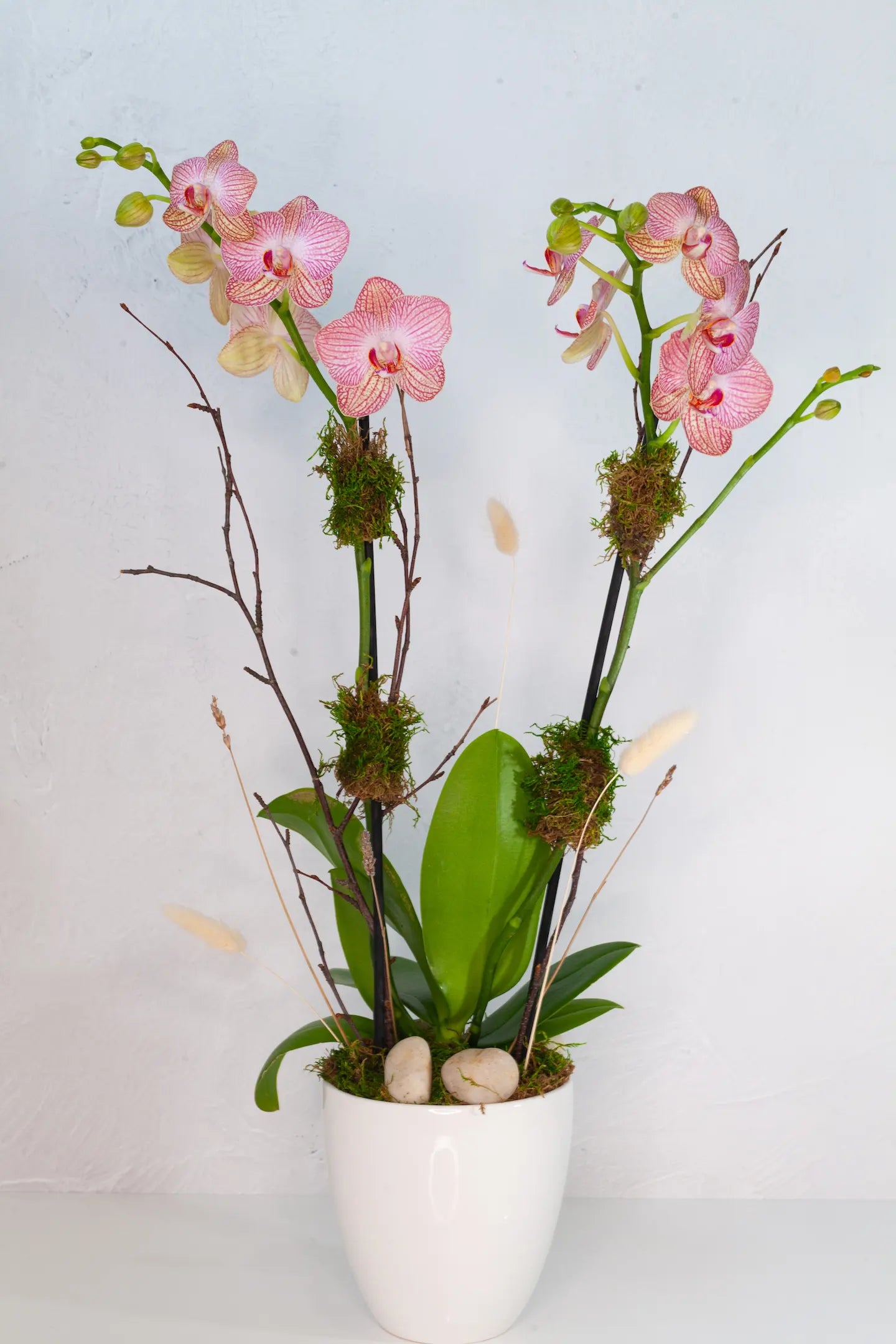 pot orchid plant Potted Orchid Plants | Buy Online