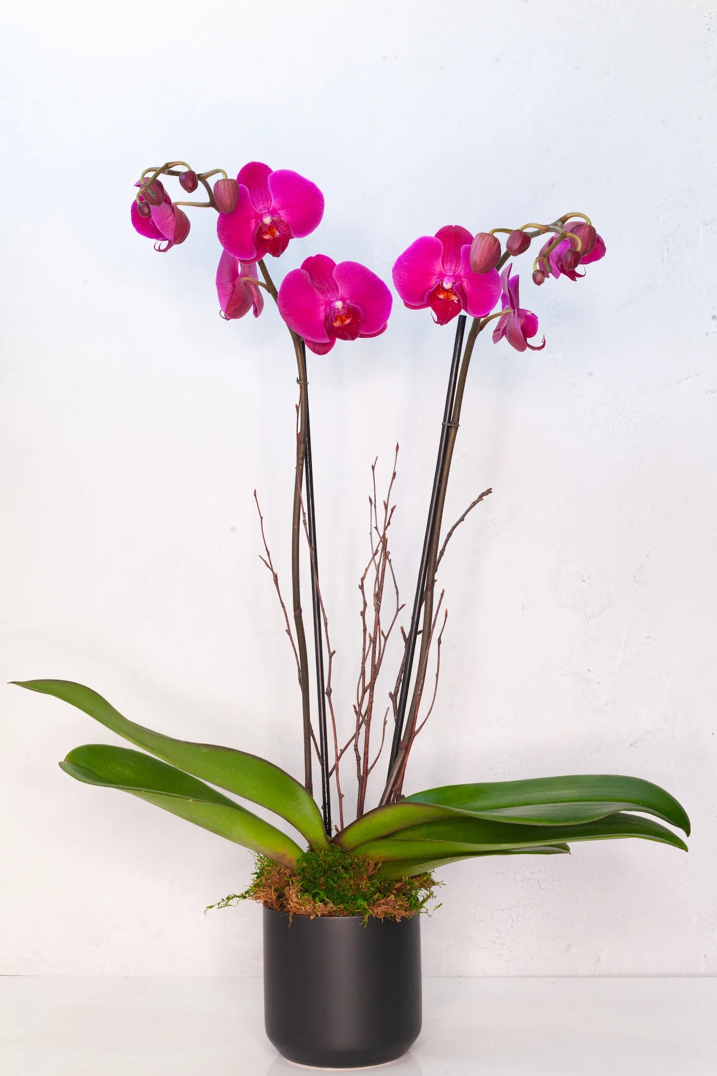 single potted plant Potted Orchid Plants | Buy Online
